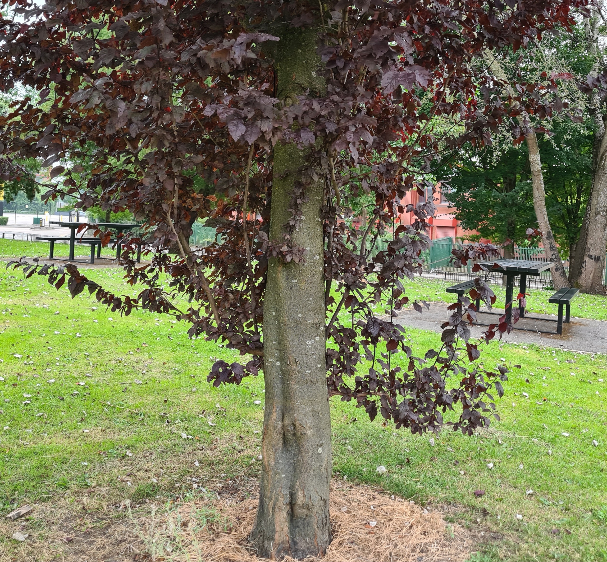 A Place in Monmouth Park